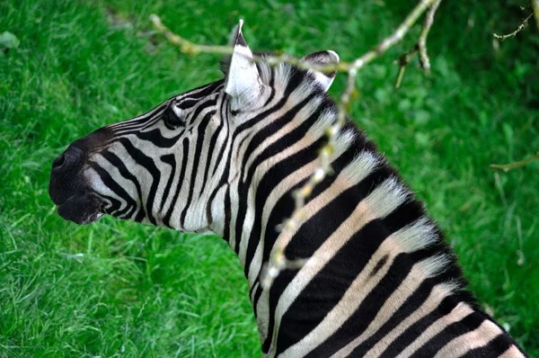 Zebra-portre — Stok fotoğraf