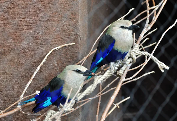Mountain blue bird — Stock Photo, Image