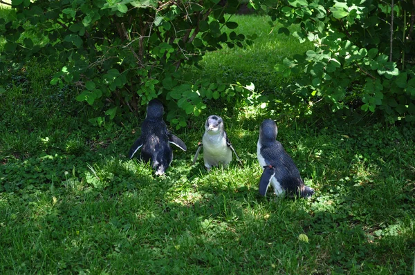 Μωρό πιγκουΐνους — Φωτογραφία Αρχείου