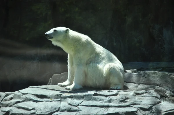 북극곰 — 스톡 사진