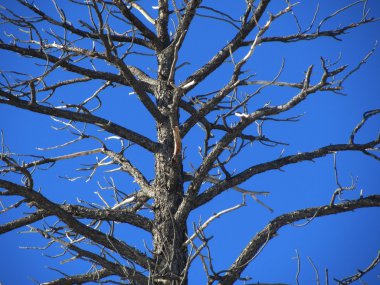 Bryce canyon utah içinde
