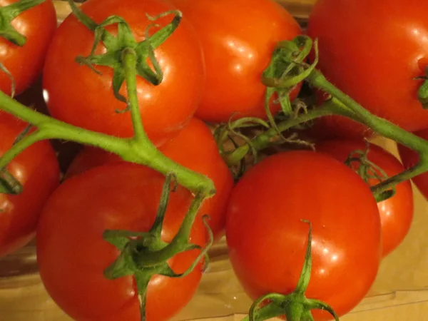 Sarmaşıkta domatesler