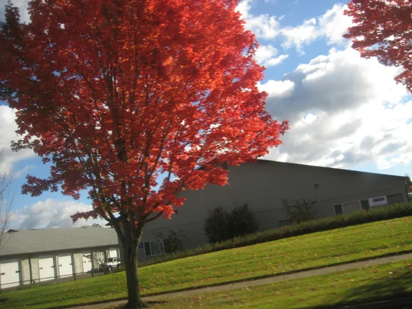 Antes del otoño — Foto de Stock