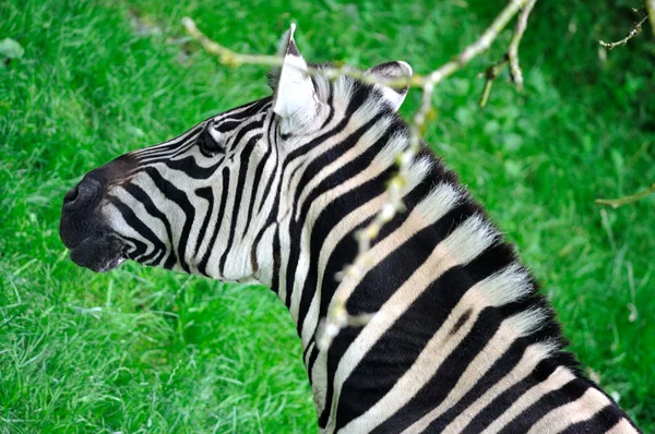 Bayağı zebra yakın çekim — Stok fotoğraf