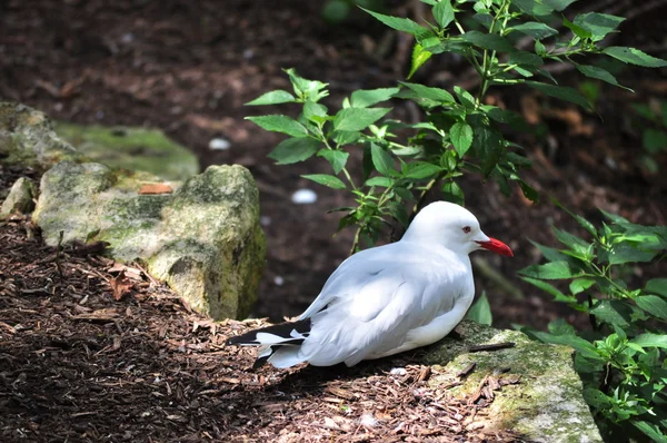 Белая птица с красным клювом — стоковое фото