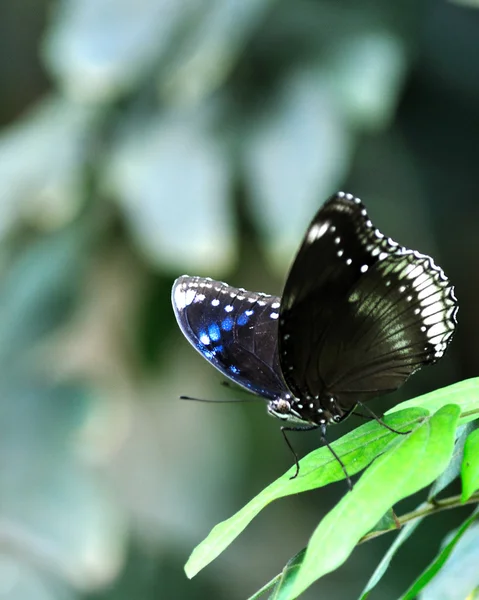 Borboleta colorida — Fotografia de Stock