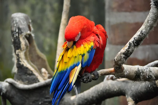 Красный ара — стоковое фото