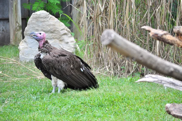 Turkey vulture — Stock Photo, Image
