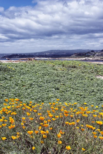 Bigsur National Park, Califórnia — Fotografia de Stock