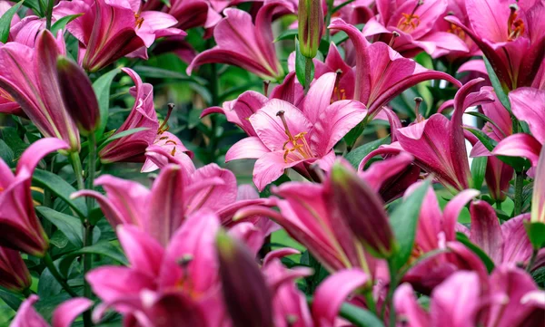 Asiatische Lilienblüten Stockbild