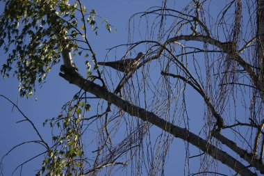 Bu Olimpiyat ulusal parkında Rooswelt Geyiği, siyah ayılar, geyikler, tavus kuşları, hepsi ziyaretçiler için ücretsizdir..