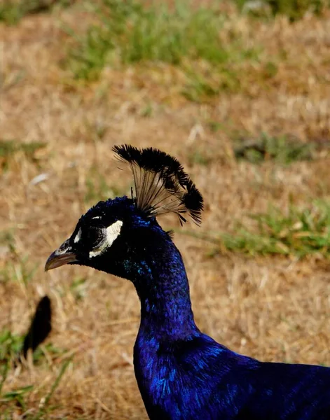 Olympic National Park Includes Rooswelt Elk Black Bears Deers Peacocks — Stock Photo, Image