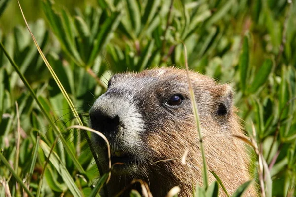 Parc National Olympique Comprend Des Wapitis Rooswelt Des Ours Noirs — Photo