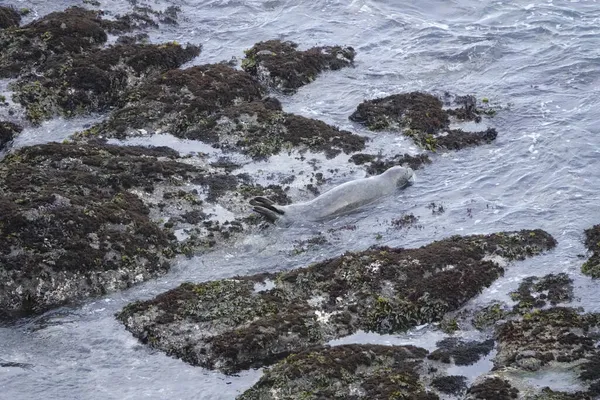 Deniz Aslanları Dış Kulak Kapaklarıyla Uzun Ayaklarıyla Dört Ayak Üstünde — Stok fotoğraf