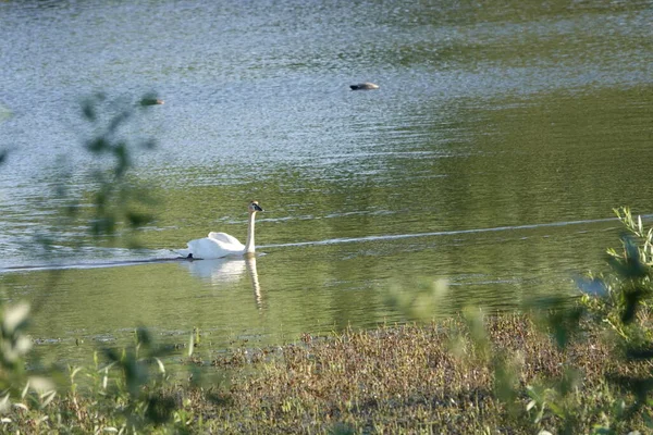 NHAS 'IN TÜRDRA KUZGU YAZI FERNHill' de geçirdi