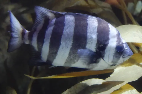 Sailfin Aquarium Fish Akwarie Oregonowym — Zdjęcie stockowe