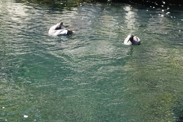 Wild Ducks Schwimmen Wasser — Stockfoto