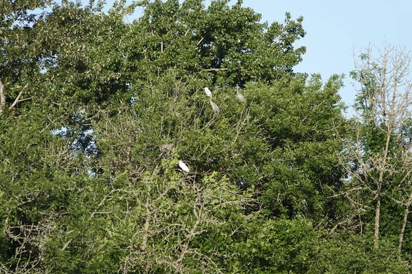 Depending Season See Herons Egrets Bald Eagles Nesting Trees — Stock Photo, Image