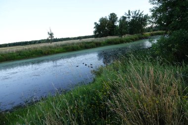 Ördekler Anatidae familyasındaki birçok su kuşu türünün yaygın adıdır. Ördekler genellikle kuğu ve kazlardan daha küçük ve kısa boyunludurlar..