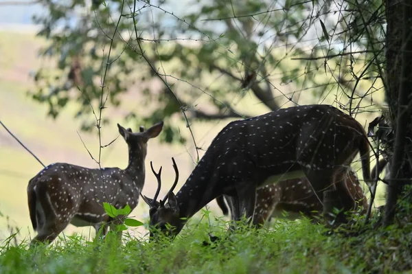 Spotted Deer Called Chital Native Indian Sub Continent — стоковое фото