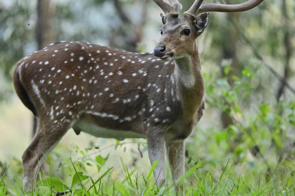 Indian Spotted Deer Called Chital Native Indian Subcontinent — 图库照片