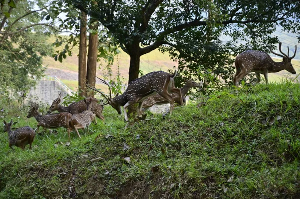 Indian Spotted Deer Called Chital Native Indian Subcontinent — Fotografia de Stock