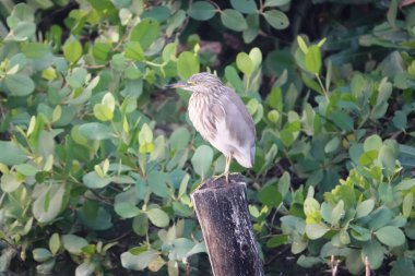 Gri Kahraman, SİNGLES.Plumage 'ı, PALER NECK, KERALA, İNDİYA' DA BÜYÜK GREVİYOR