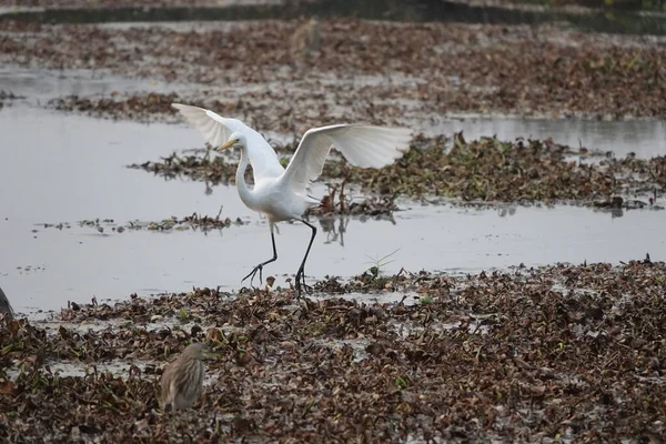 BÜYÜK EGREN, KERALA, İNDİYA GİRİŞ YÜKSEK BİR GİRİŞ