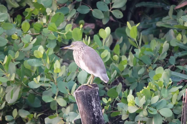 Gri Kahraman, SİNGLES.Plumage 'ı büyük oranda PALER Boyunlu GREY GREY OLDUĞU