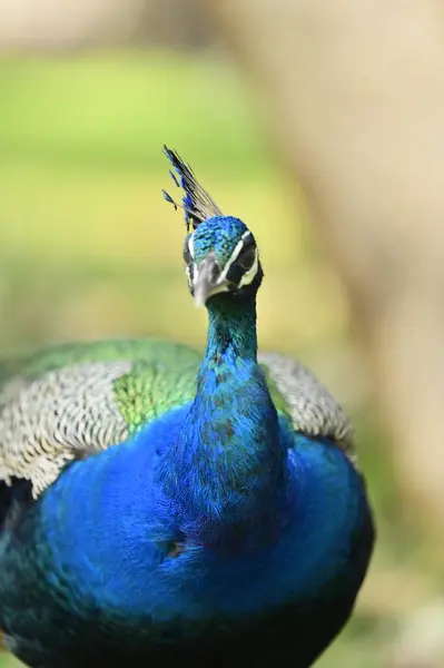Hintli PeAFOWL Tavuskuşu olarak bilinir.