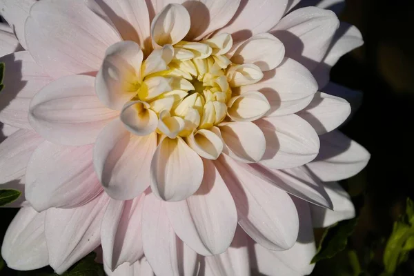 Outsidepride Golden Dahlia Flori Exotic Mix — Fotografie, imagine de stoc