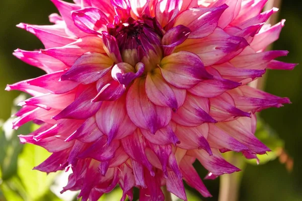 DAHLIA DAHLIA 'NIN DÜNYA ÇİRİMLERİ