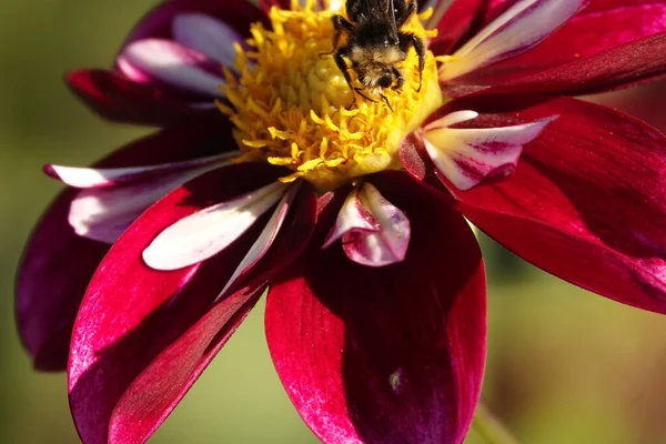 Utsidepride Golden Dahlia Flower Exotic Mix — Stock fotografie