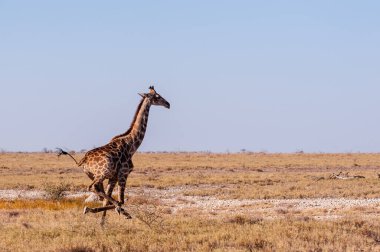 Namibya'da dörtnala koşan Zürafa