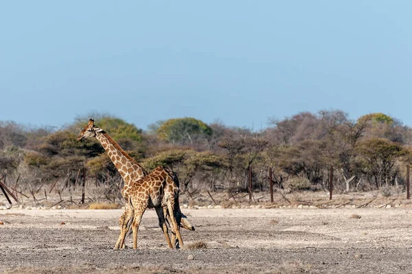 Két férfi angolai giraffes küzdelem — Stock Fotó