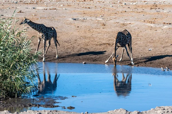 Jirafas en el Parque Nacional Etosha — Foto de Stock