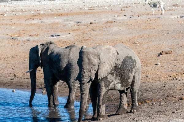 Два слони п'ють з водяного отвору . — стокове фото