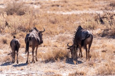 Etosha 'da üç antilop