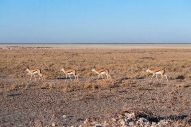 Impalas- Etosha Ulusal Parkı