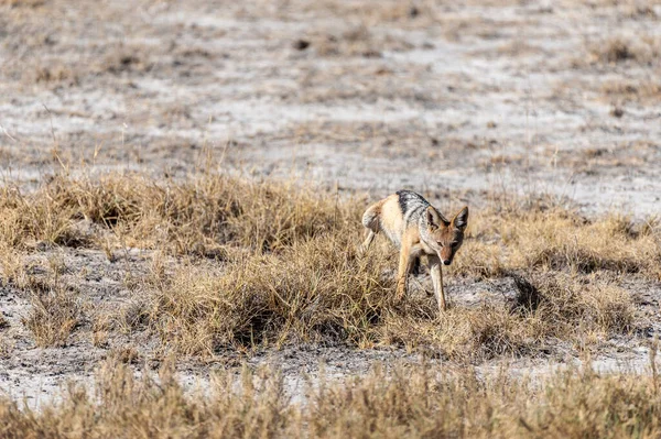 Chacal na caça à presa — Fotografia de Stock