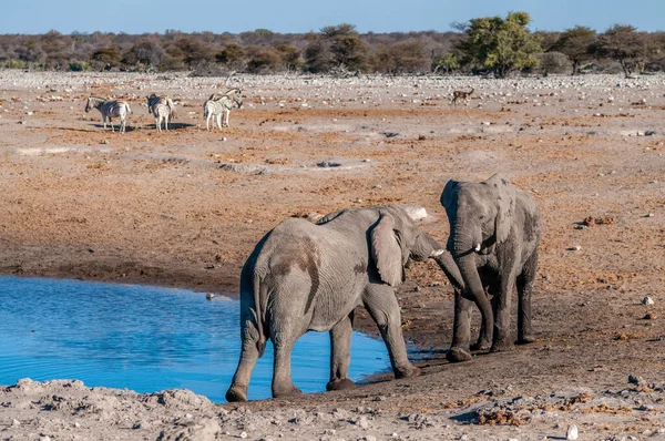 Dos elefantes africanos masculinos desafiándose mutuamente —  Fotos de Stock