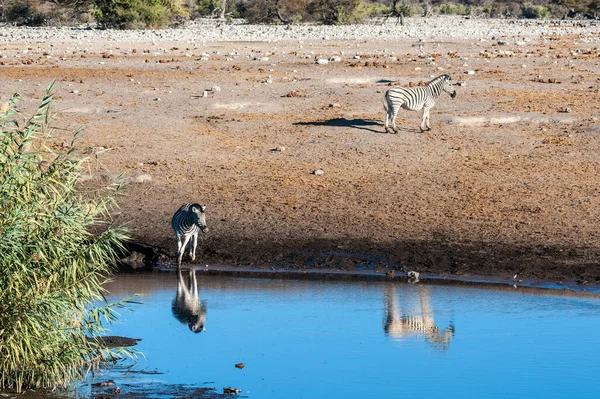 Girafas um Impalas perto de um buraco de água — Fotografia de Stock
