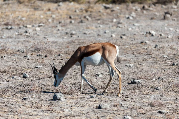 Impalas i Etosha National Park — Stockfoto