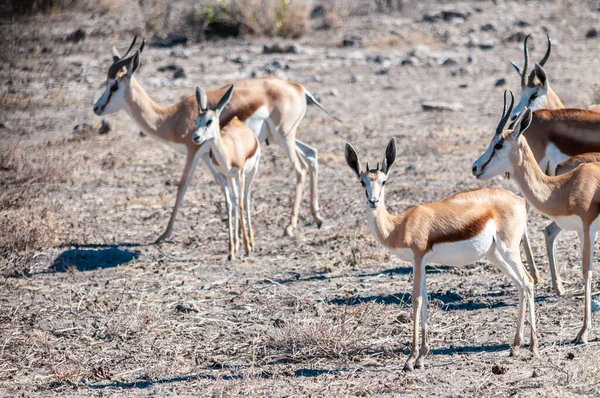 Impalas nel Parco Nazionale di Etosha — Foto Stock