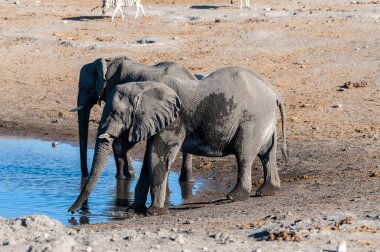 İki Erkek Fil Bir Su Deliğinden İçme.