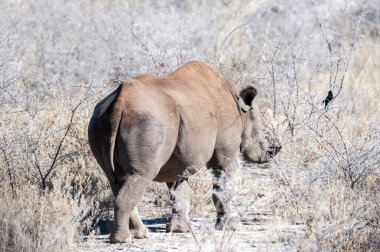 Siyah Gergedan Bir ağacın altında Tarama.