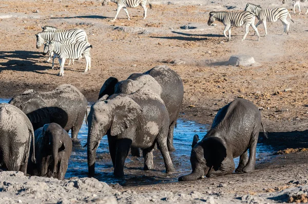 Närbild av en stor flock elefanter bada ett drickande i ett vattenhål — Stockfoto