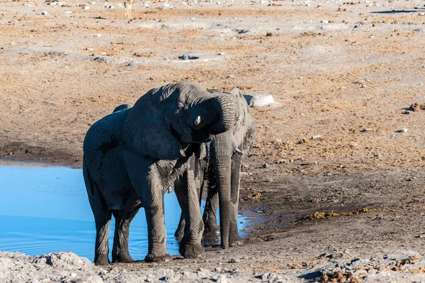 Due elefanti maschi che combattono tra loro — Foto Stock