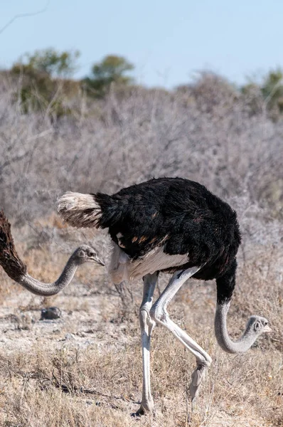 Struzzo che attraversa la strada di Etosha — Foto Stock