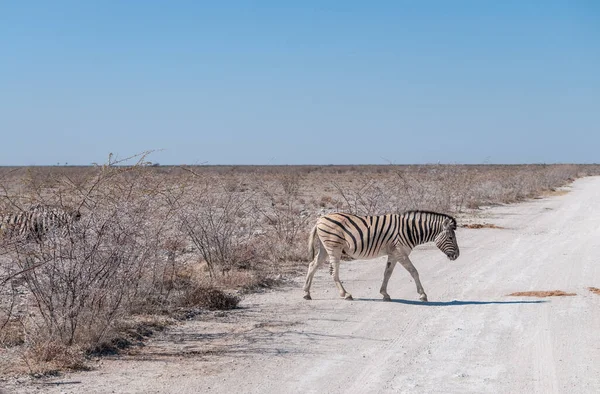 Etosha平原上的Burchell斑马- Equus quagga burchelli- Grazing — 图库照片